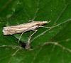 Ancylolomia tentaculella